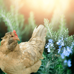 A light brown chicken standing next to a blooming rosemary plant with purple flowers in a garden at sunset.