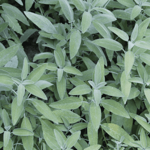 A dense cluster of sage plants with numerous green leaves in a garden.
