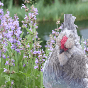 A close-up image of a gray chicken standing next to blooming sage plants with purple flowers by a pond.