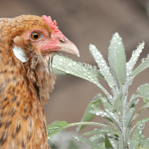 A close-up image of a brown chicken next to a sage plant with water droplets on its leaves.