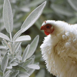 A white chicken standing next to a sage plant with fuzzy green leaves.
