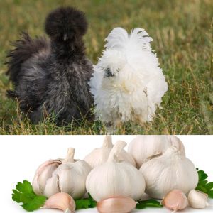 Two Silkie chickens, one black and one white, standing on grass with garlic bulbs and cloves in the foreground.