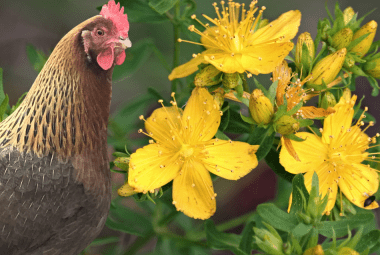 A chicken standing next to blooming yellow flowers of St. John's Wort.