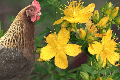 A chicken standing next to blooming yellow flowers of St. John's Wort.