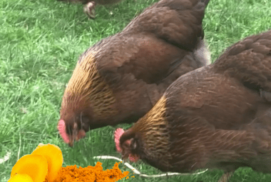 Chickens pecking at grass with turmeric root slices and powder in the foreground.