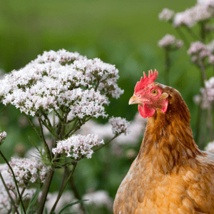 A chicken standing next to blooming valerian flowers in a garden.