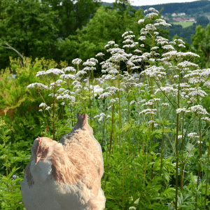 A chicken in a garden surrounded by tall blooming valerian plants.