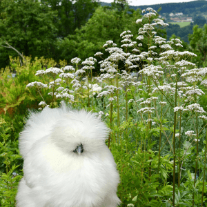 A fluffy white Silkie chicken in a garden with tall valerian plants in bloom.
