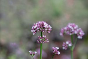Close-up of mauve and white valerian flowers on a blurred background.