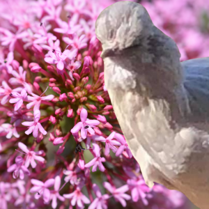 A chicken with fluffy feathers next to a cluster of vibrant pink valerian flowers.