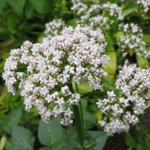 Close-up of white valerian flowers blooming in a garden.
