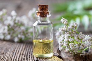 A small bottle of valerian oil next to blooming white valerian flowers on a wooden surface.