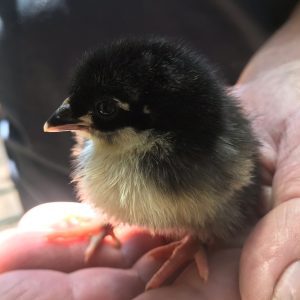  A close-up of a black and white baby chick sitting in a person's hands.