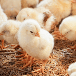 A group of fluffy yellow baby chicks standing on straw bedding.