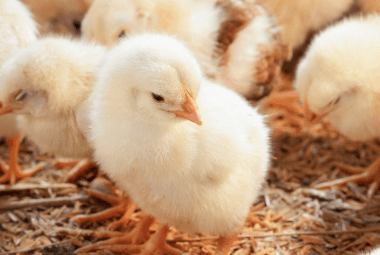 A group of fluffy yellow baby chicks standing on straw bedding.