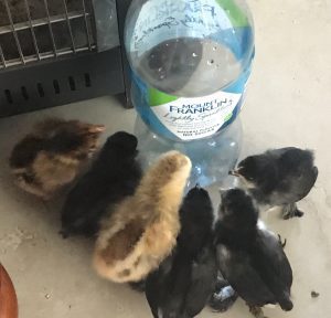  Six baby chicks gathered around a large water bottle on the floor. They look like they are reading the label.