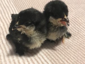  Two black and white baby chicks sitting close together on a soft, striped surface.