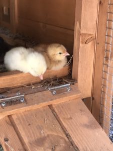 Two baby chicks, one white and one yellow, resting inside a wooden coop.