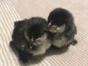 Article: Prevent Pasty Butt. Pic - Two black baby chicks sitting closely together on a soft striped blanket.