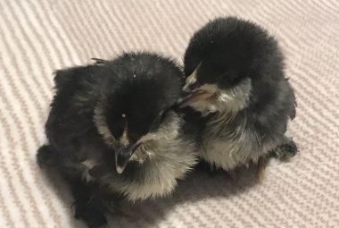 Two black baby chicks sitting closely together on a soft striped blanket.