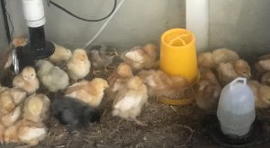 A group of baby chicks gathered in a brooder with food and water dispensers.