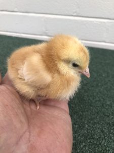 A small yellow baby chick sitting on a person's hand with a white brick wall in the background.