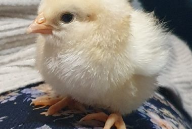 Article: Raising chicks like a pro. Pic - A fluffy yellow baby chick sitting on a floral-patterned surface with a blurred background.