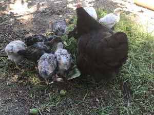 A black hen with her adopted chicks foraging on grass.