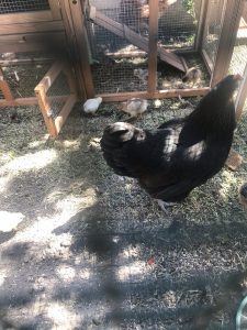 A black hen with her chicks inside and around a wooden coop.