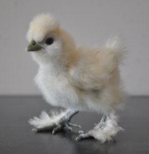 A young white Silkie chicken with black markings standing on a neutral background.