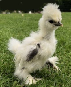 A young splash Silkie chicken standing on green grass.