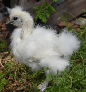 A young white Silkie chicken standing on green foliage.