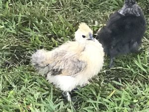 A fluffy yellow Silkie chicken standing on grass next to a black Silkie.