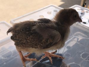 A young Welsummer chick standing on a transparent surface has most of its feathers