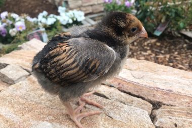 A young Wyandotte chick standing on a rock with a garden in the background.