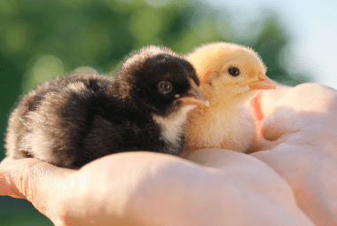 Two baby chicks, one black and one yellow, being held gently in a person's hands outdoors.