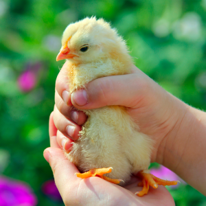 A yellow baby chick being gently held in a person's hands with a blurred green and purple background.