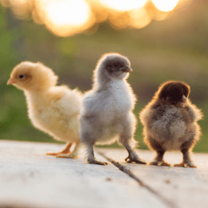 Three baby chicks, one yellow, one gray, and one brown, standing on a wooden surface at sunset.