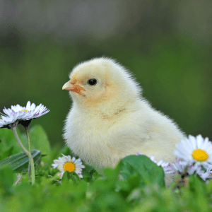 A fluffy yellow baby chick sitting in a field of green grass with white daisies.