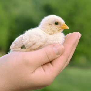 A small yellow baby chick resting gently in a person's hand with a green blurred background.