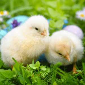 Two fluffy yellow baby chicks standing on green grass with colorful eggs and flowers in the background.