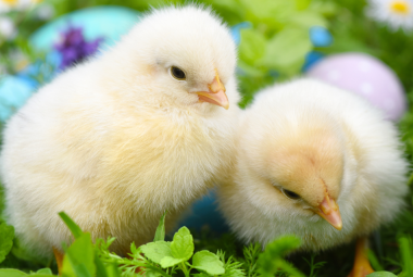 Two fluffy yellow baby chicks standing on green grass with colorful eggs and flowers in the background.