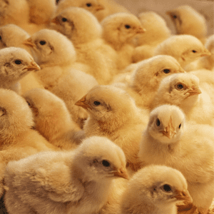A large group of yellow baby chicks huddled together closely.