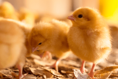 Yellow baby chicks standing on wood shavings in a warm brooder environment.