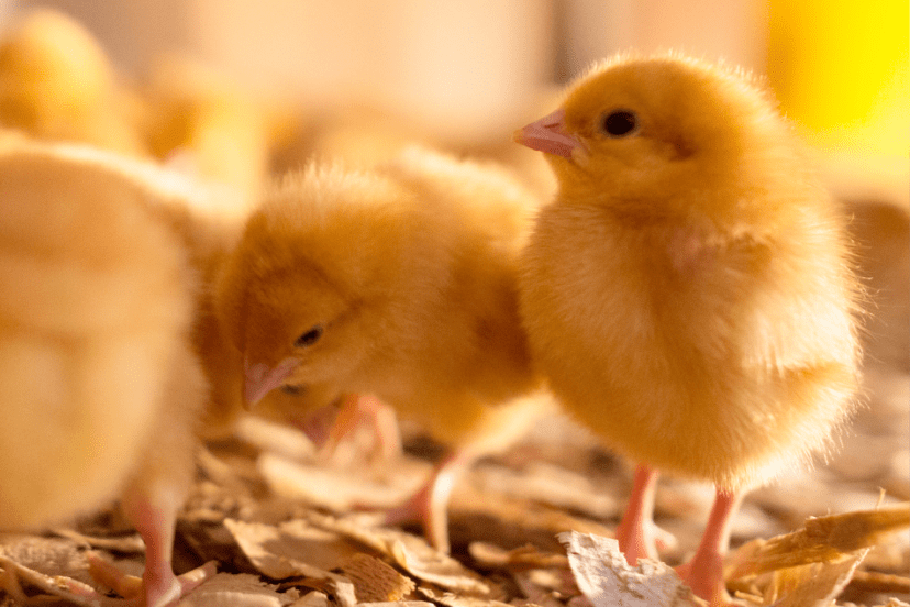 Yellow baby chicks standing on wood shavings in a warm brooder environment.