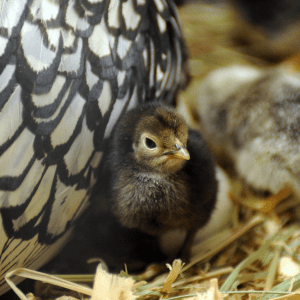 A small chick nestled close to a broody hen with black and white feathers.