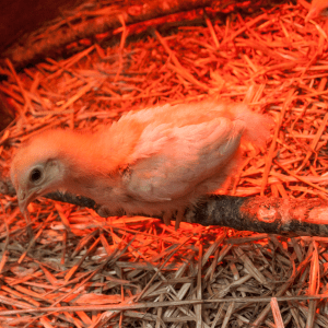  A baby chick perches on a branch under a red heat lamp, surrounded by straw bedding.