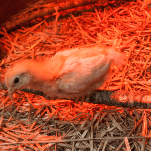 A baby chick perches on a branch under a red heat lamp, surrounded by straw bedding.