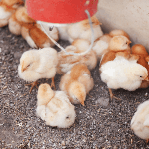  Baby chicks huddled under a heat lamp on straw bedding.