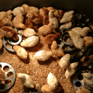 Chicks gathered around feeders in a well-lit enclosure.